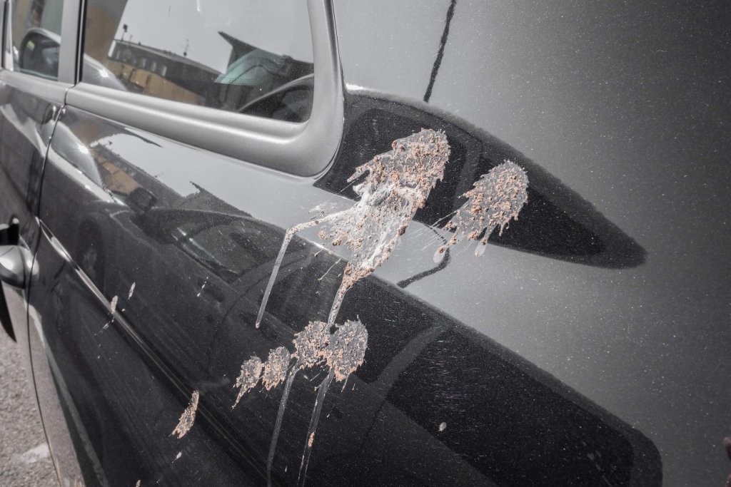 The Ultimate Guide How to Safely Remove Bird Droppings from Your Car